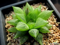 하월시아 1-906 하월시아