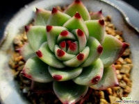 블루드레곤 1-916 다육식물