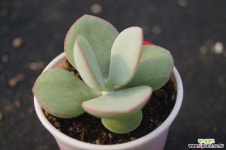 백미,2020.1/23 다육식물