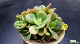 홍매화 13두 다육식물