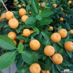 유주나무 중품 55센치내외 (수형랜덤발송) 과실열매류