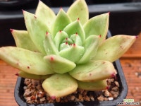 피그넷012539 다육식물