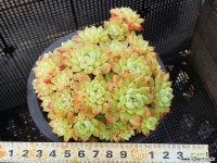 세데베리아 126-17 다육식물