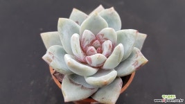 상아스페셜9449 다육식물