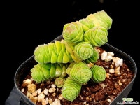 콜루멜라 33-251 다육식물