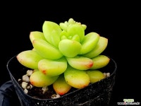 샹그릴라 33-274 다육식물