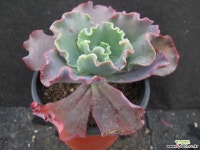 캉캉    02744 다육식물