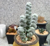 0127 옥치아 모듬심기(자구 많이 나오네요) 다육식물