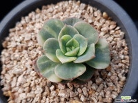 니크셔나금567 다육식물