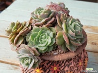 빛깔좋고 군생많은 온슬로우금-1294 다육금