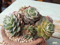 빛깔좋고 군생많은 온슬로우금-1294 다육금