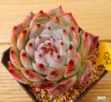 콜로라타 다육식물