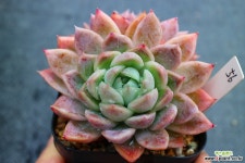 얼음공주엘사56 다육식물