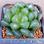 수정옵투샤  잘생긴묵둥이입니다  215 하월시아