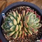 샴페인 대품 780202 다육식물