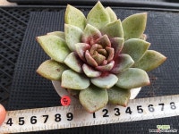 사이즈큰  독일샴페인 다육식물