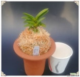 봉옥 완성분 풍란 부귀란(명품관)