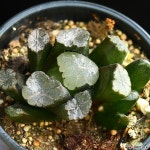 신기루 1 하월시아