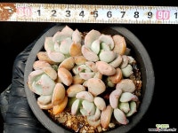 애그린원 39-85 다육식물