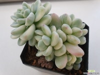 라울금4569 다육금