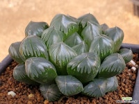 대창수정 102-8795 하월시아