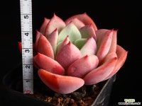 샬몬 23 다육식물