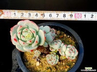 바닐라비스 2-146 다육식물