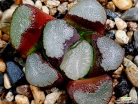 마경만상 98-30 하월시아