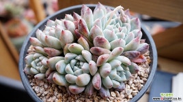 알바뷰티 다육식물