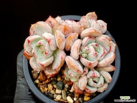 애그린원 3- 다육식물