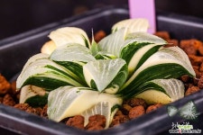 효성 금(曉星 錦)-01-06-No.1150 하월시아