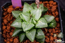 유니콘(Unicorn)-01-06-No.3133 하월시아