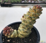 리치아이금_x99(200208) 다육금