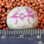 코노피튬 입술예뿌고물드는아이입니다  25 코노피튬