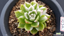 나빌레라금특가0692 다육식물