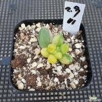 천대전송금 다육식물