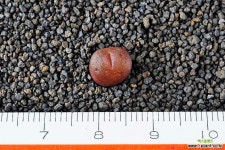 4278-C.roodiae ssp.sanguineum S.Garies  루디아에  상기네움 코노피튬