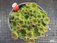 빨갛게물들여보세요 원종로슈라리아 다육식물