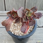 파피스로즈 다육식물