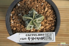 돌기은사난봉옥(실생)X0210 선인장