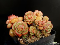 아그네스로즈 3-177 다육식물