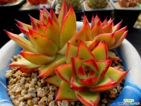 디에고선셋 묵둥이 2-318 다육식물