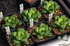 문수(紋寿)-01-06-No.환엽창에 굉장히 우수한 녹문을 가지고있으며 대형으로 성장하는것이 특징. 하월시아