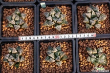 아비드(Arvid)-S0294-01-06-No.약간의 환엽창 속 붓으로 칠해놓은듯한 새하얀 창이 일품. 하월시아