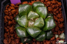 르네상스 금 x 나타샤 실생(Renaissance 錦 x Natasha 實生)-01-11-No.3148 하월시아