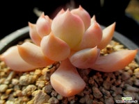 핑크피티 2-323 다육식물