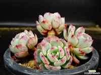 라엔62 다육식물