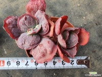 링구아스 다육식물