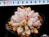 라쿰비너스미인 5-114 다육식물