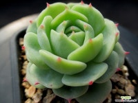 샤올리나 2-351 다육식물